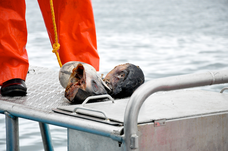 Melanie Heinrich Travel images Capetown -Shark diving Africa